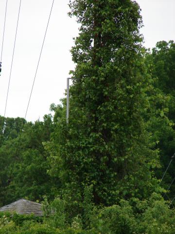 Tower 3 vegetation